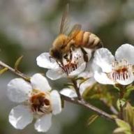 Manuka honey blosson and  bee perfect combination for the organic manuka honey